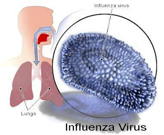 symptoms treatment and prevention of rabies